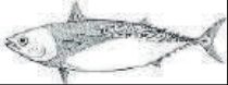 κοπάνι ή κοπανέλι, εικόνα από το έντυπο