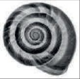 σπείρα, εικόνα από το έντυπο